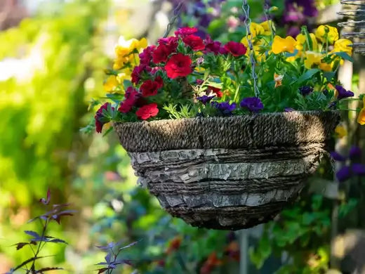 13 Best Flower Plants for Hanging Baskets - TN Nursery