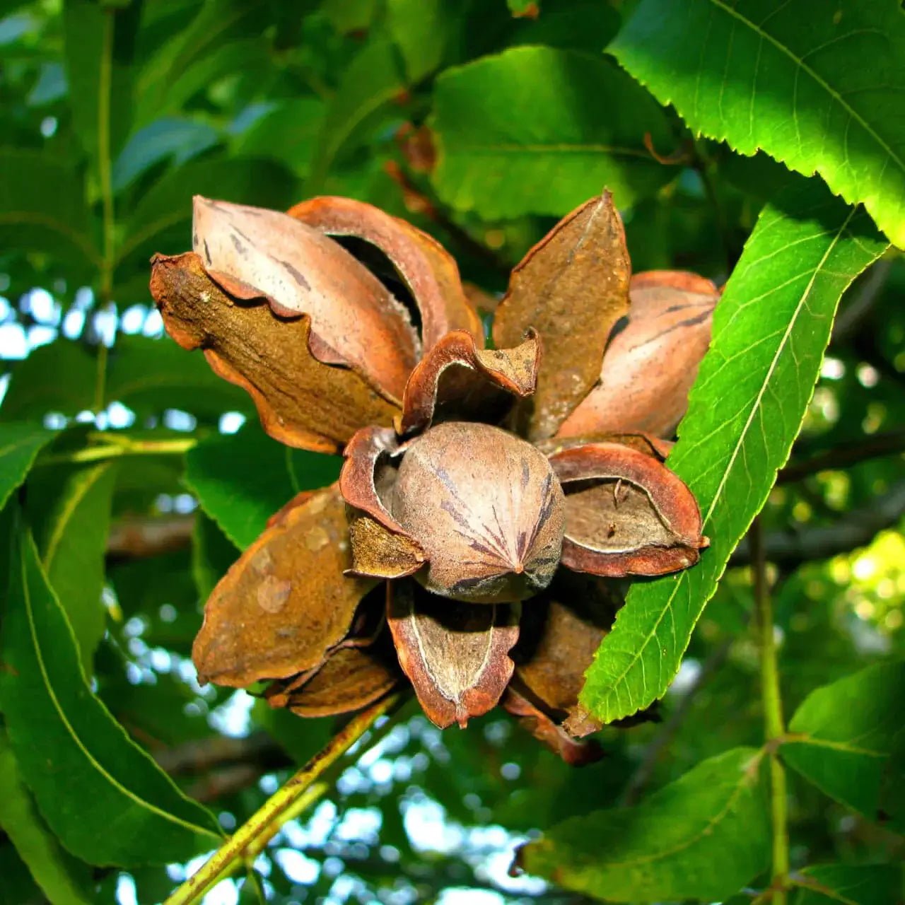 Pecan Trees for Sale - TN Nursery