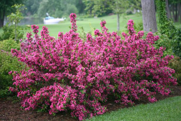 Shrub Benefits in Landscaping