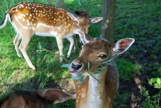 Deers eating plants