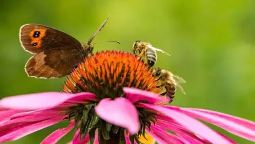 A Haven for Bees and Butterflies - TN Nursery