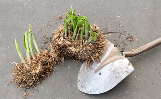 Comprehensive Guide to Dividing and Propagating Perennial Plants - TN Nursery