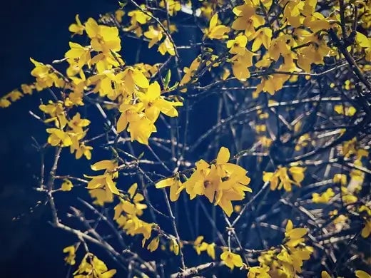 Forsythia intermedia Complete Care-Guide - TN Nursery