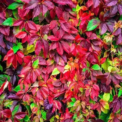 Virginia Creepers - TN Nursery - TN Nursery