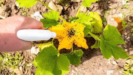 Common Garden Pests That Envade Your Garden in Autumn - TN Nursery