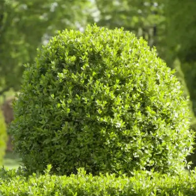Glossy-leafed boxwood shrub in garden