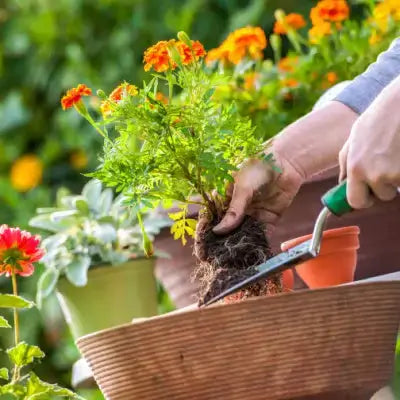 10 Tricks on Keeping Flowers Fresher Longer. - TN Nursery