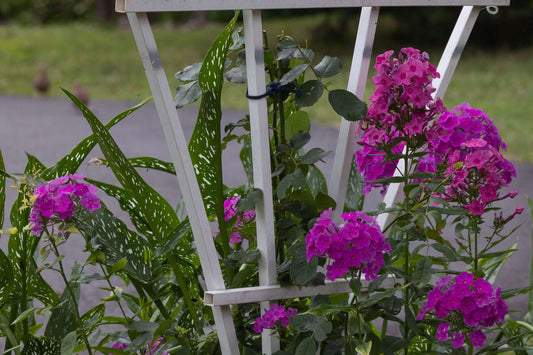 Tall Phlox