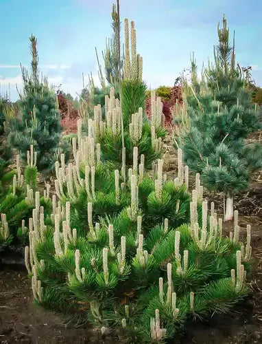 Pine Trees Used In Landscaping | TN Nursery - TN Nursery