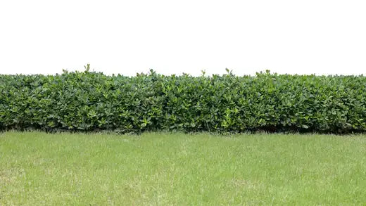 10 Popular Bushes and Shrubs for your garden - TN Nursery