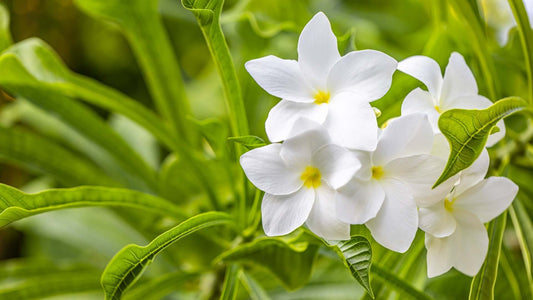 white flower garden
