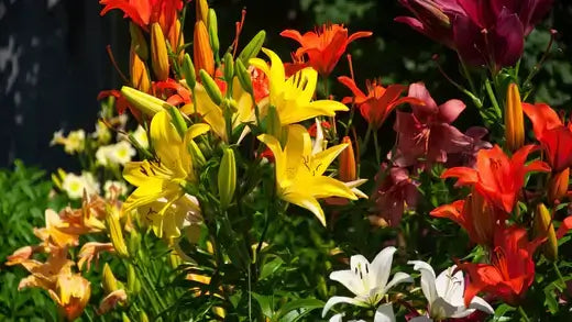 Vibrant drought-resistant yellow, orange, red, white lilies from TN Nursery