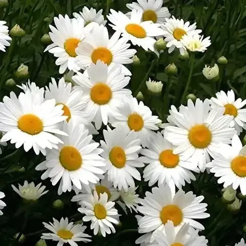 How to Design a Beautiful Perennial Garden - TN Nursery