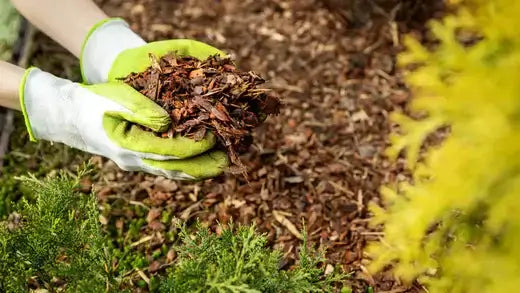 Caring for Trees During Autumn - TN Nursery