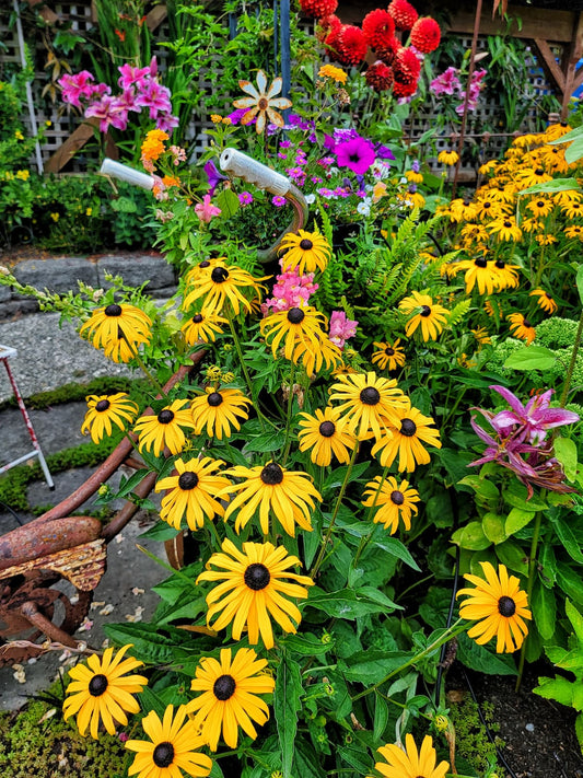 More Beyond Green with Bold Color Gardens