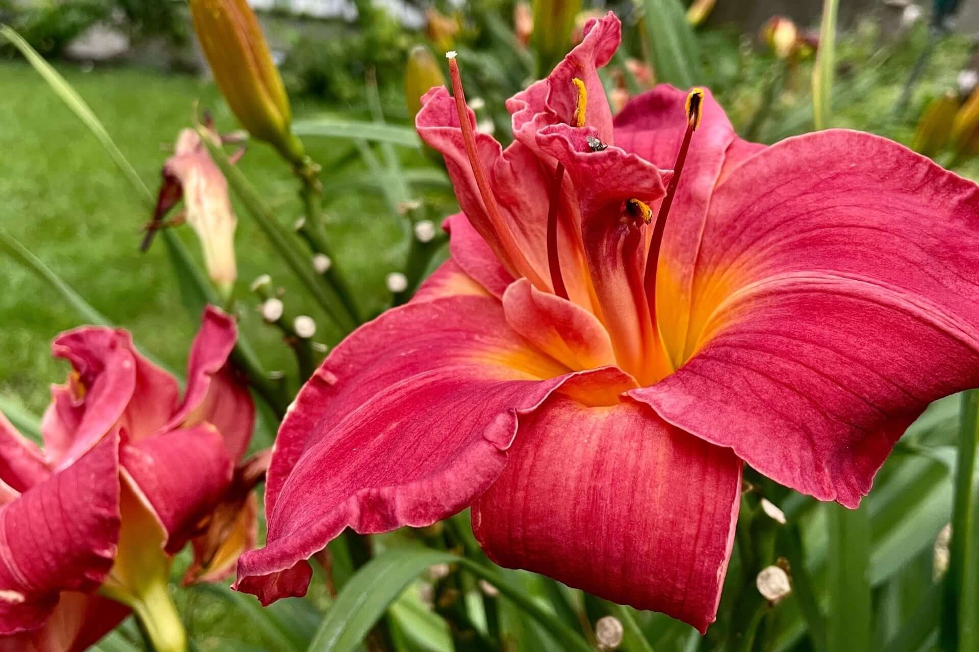 Red Daylily