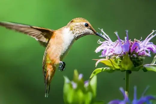 Enhancing Pollination in Plants - TN Nursery
