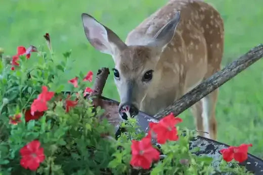 11 Gardening Tips From Pests in your garden - TN Nursery