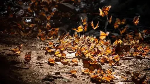 The Monarch Butterfly, An Endangered Beauty In The US - TN Nursery