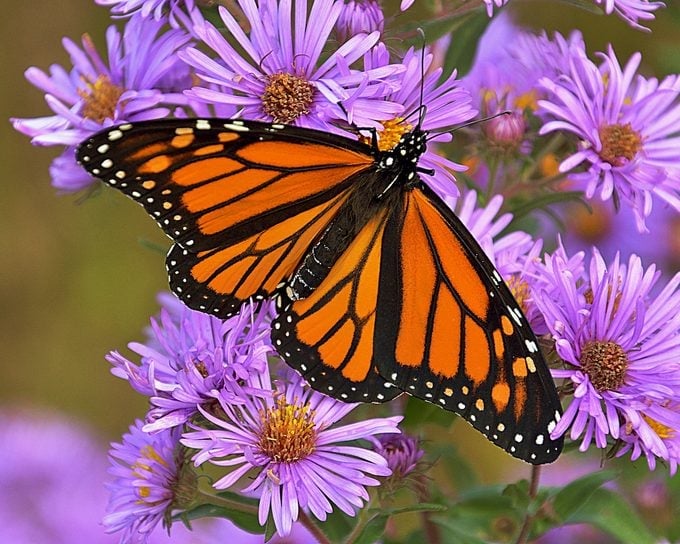 Best Pollinator Plants for Blooms all Season