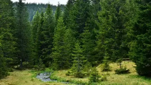 Best Pine Trees For Autumn Planting - TN Nursery