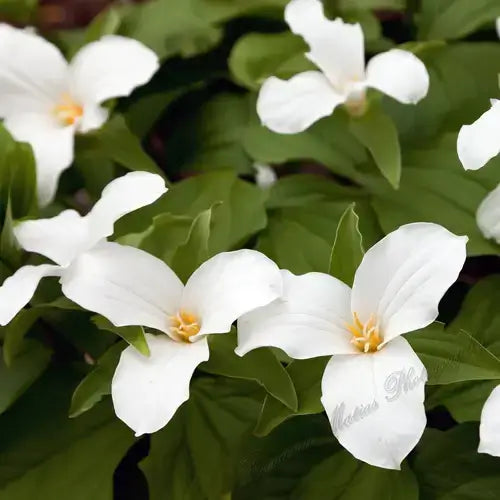 A Guide to Flowers in Your Garden | TN Nursery - TN Nursery