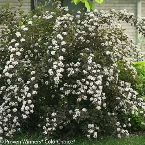 Nine Bark Hydrangea - Full Guide - TN Nursery