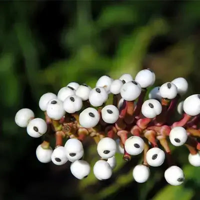 Baneberry Doll Eye Plant - TN Nursery