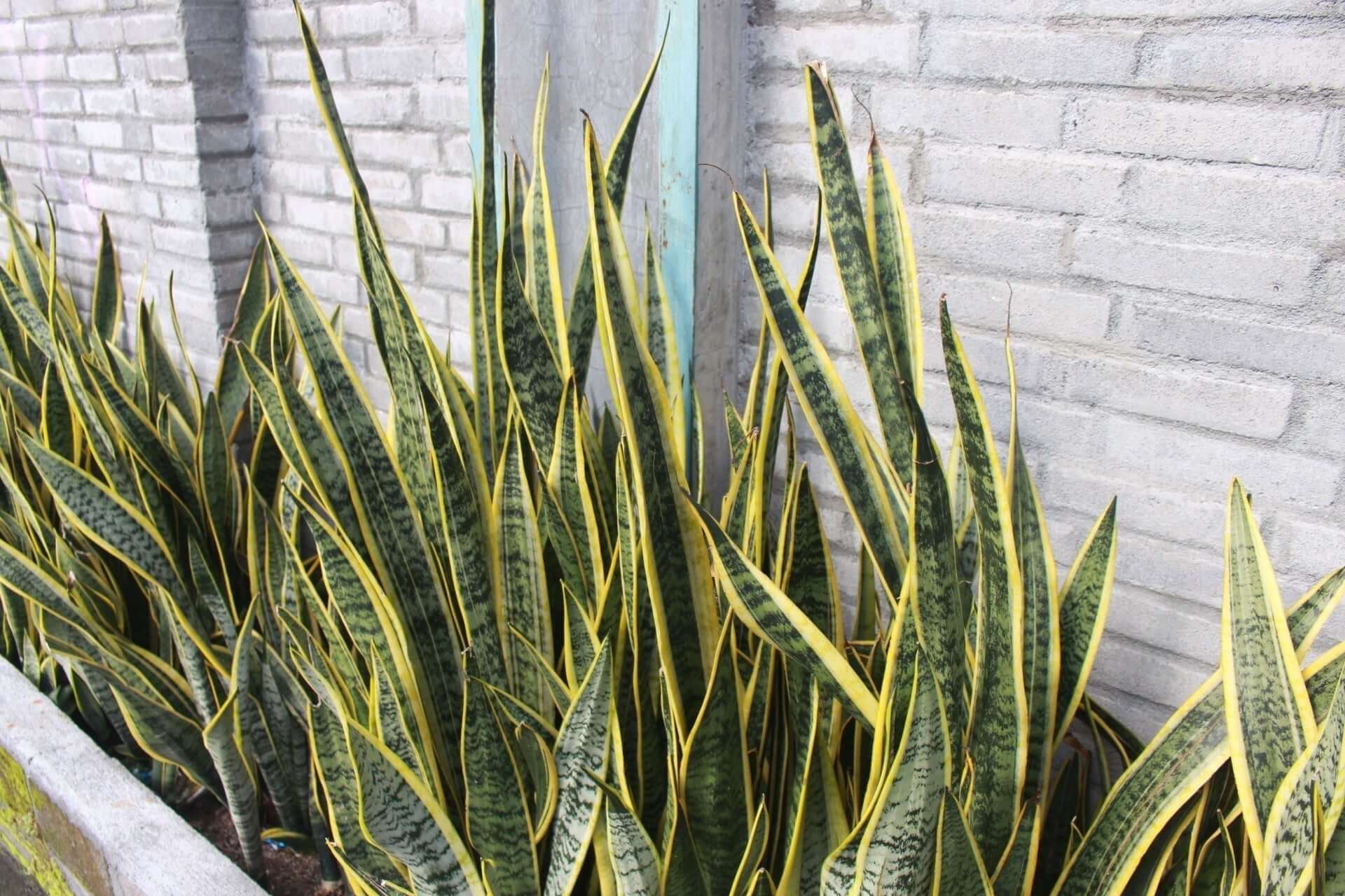 Snake Plant