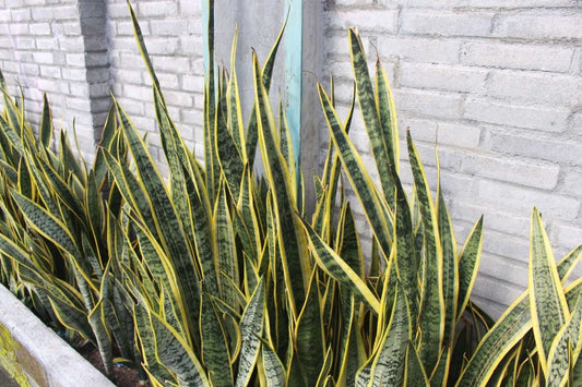 Snake Plant