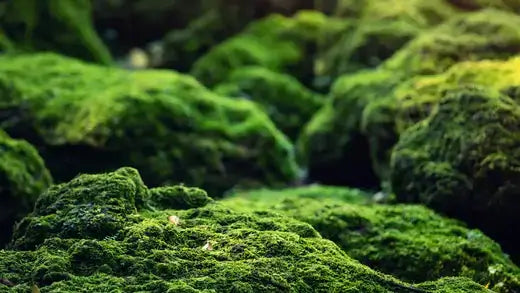 Moss For Sale | Information | TN Nursery - TN Nursery