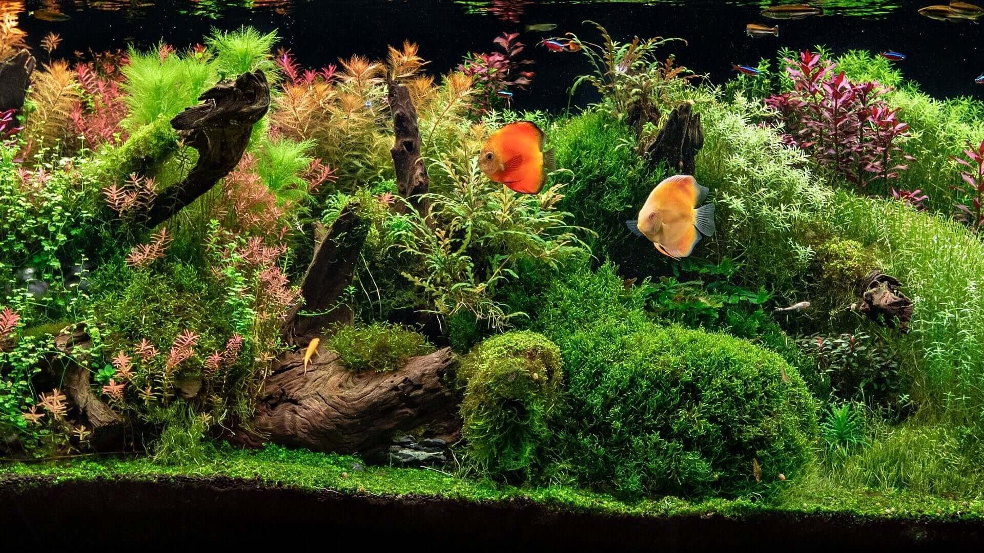 Driftwood 