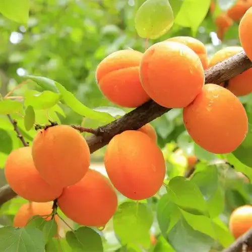 The Advantages of Fruiting Apricot Trees - TN Nursery