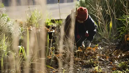 January Gardening Guide | TN Nursery - TN Nursery