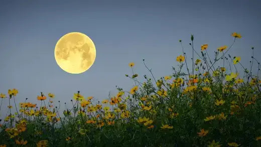 Flowers That Grow Only at Night - TN Nursery