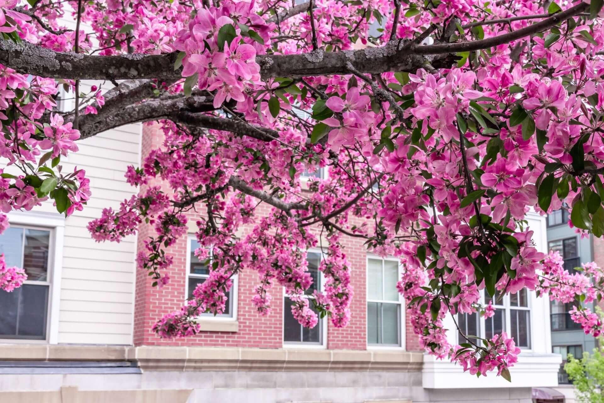 Redbud Tree