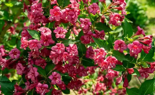 Seasonal Shrubs: A Tapestry of Colors and Beauty - TN Nursery