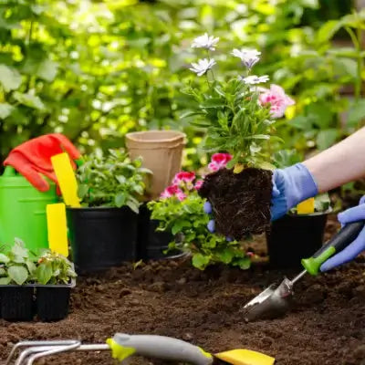 Tennessee Wholesale Nursery - Great Reviews - TN Nursery