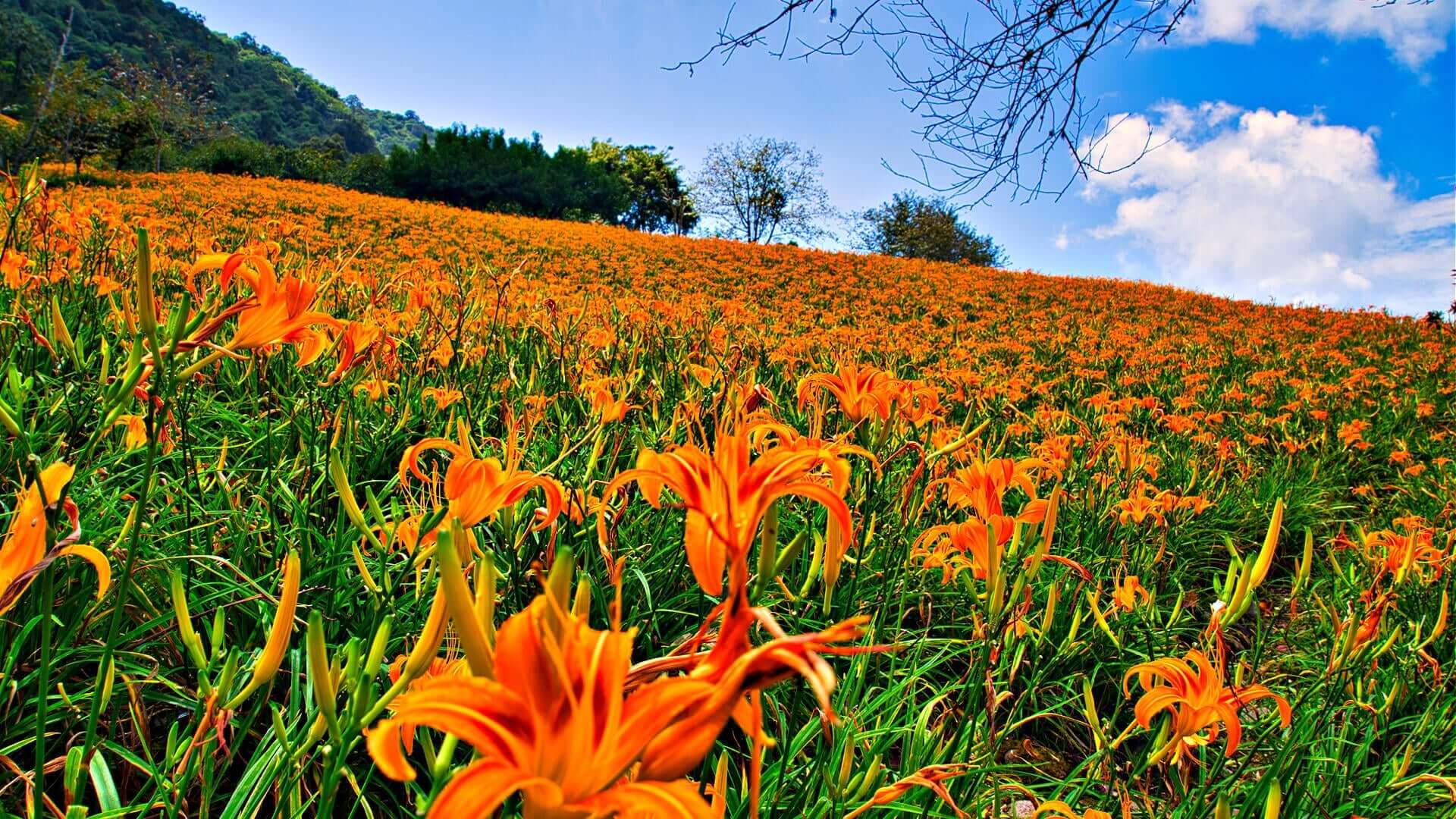 Daylilies: Vibrant Stars of the Garden Stage - TN Nursery