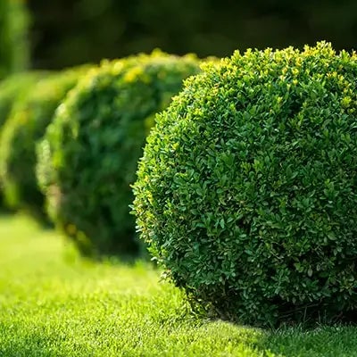Green Velvet Boxwood - TN Nursery