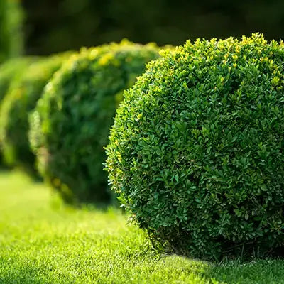Green Velvet Boxwood - TN Nursery