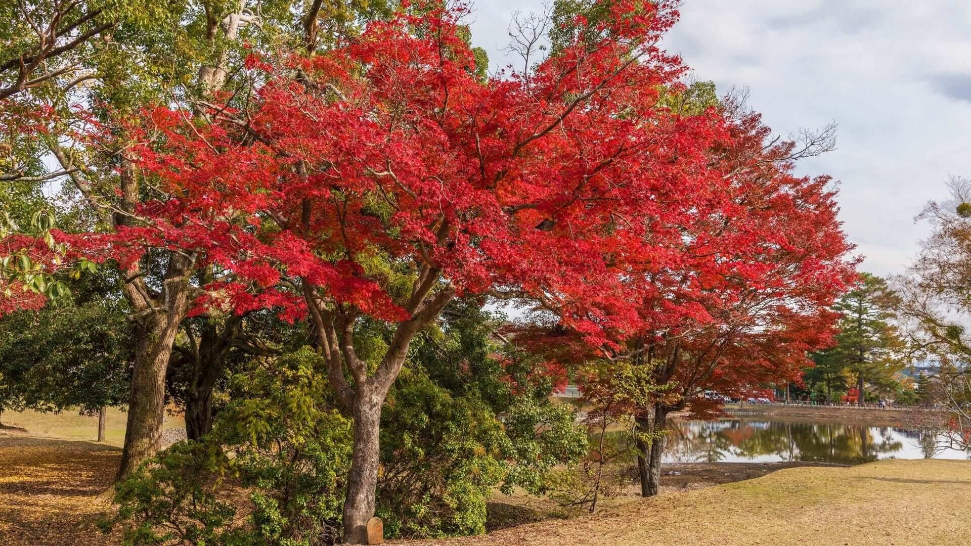 The Benefits of Using Native Trees in Landscaping - TN Nursery