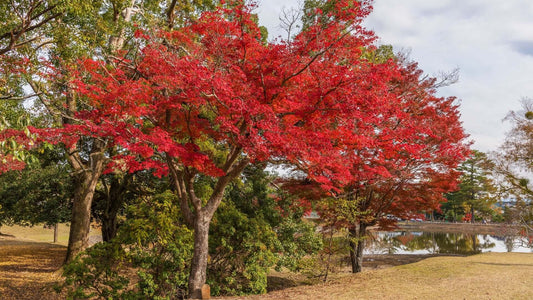 The Benefits of Using Native Trees in Landscaping - TN Nursery