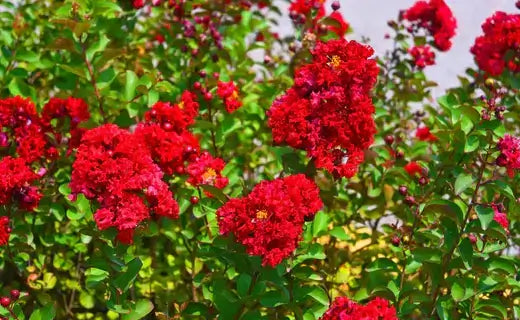 The Mesmerizing World of Crepe Myrtles - TN Nursery