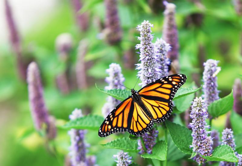 How to Create a Pollinator Friendly Landscape