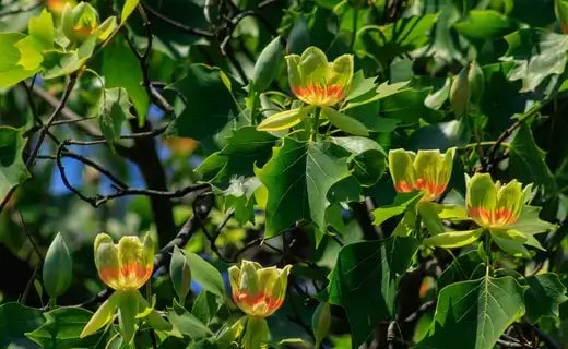 Fast-Growing Flowering Trees: Nature's Express Lane to Beauty - TN Nursery