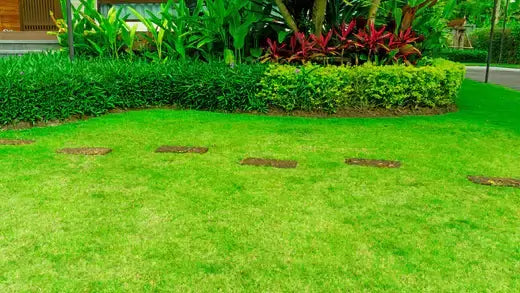 Lush green lawn with trimmed hedges, red-leafed plants, and stepping stones