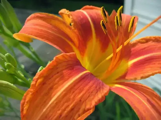 A Beginners Guide to Growing Perennial Plants - TN Nursery