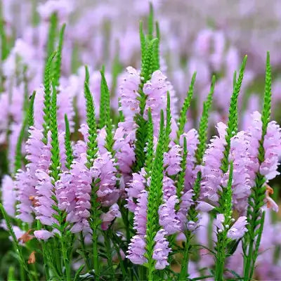Pink Spiked Flowers - Environmental Benefits of Perennials