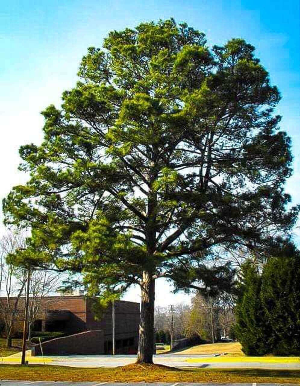 Trees Nurseries Near Me - TN Nursery